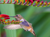 Rufous Hummingbird 