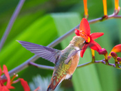 Rufous Hummingbird 