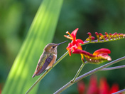 Rufous Hummingbird 