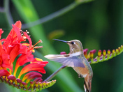 Rufous Hummingbird 