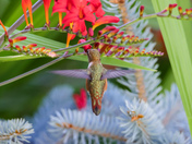 Rufous Hummingbird 