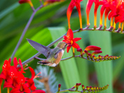 Rufous Hummingbird 