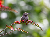 Male Anna’s Hummingbird 