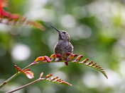 Male Anna’s Hummingbird 