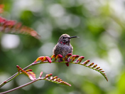 Male Anna’s Hummingbird 
