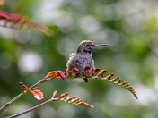 Male Anna’s Hummingbird 