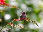 Male Anna’s Hummingbird 