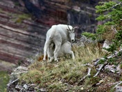 Glacier National Park