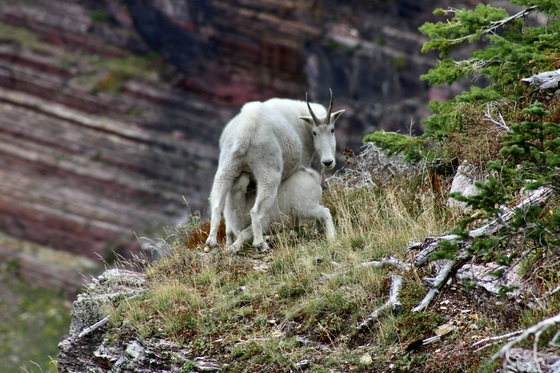 Glacier National Park