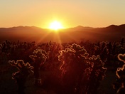 Joshua Tree National Park