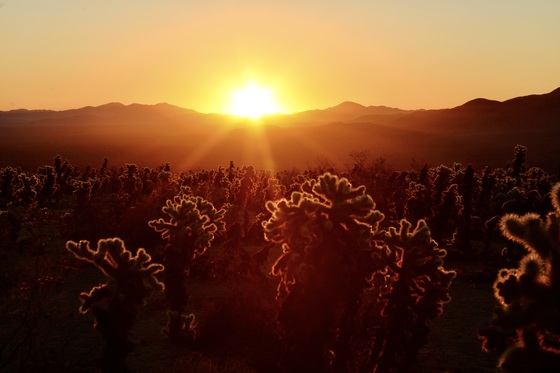 Joshua Tree National Park