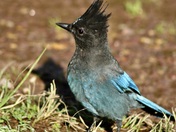 Glacier National Park