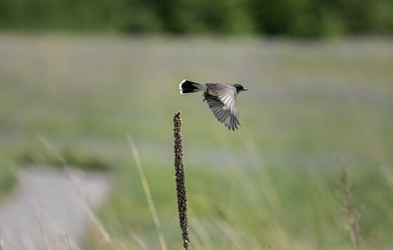 Sherburne National Wildlife Refuge