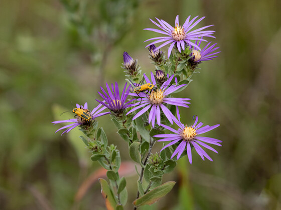 Sherburne National Wildlife Refuge