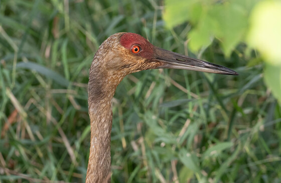 Sherburne National Wildlife Refuge