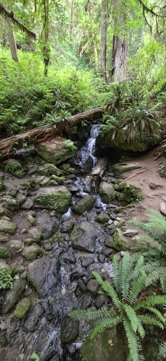 Redwoods National Park