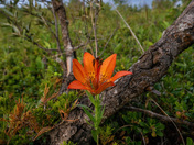 The prairie lily....