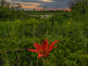 The prairie lily....