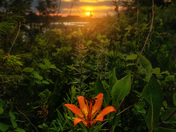 The prairie lily....