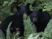 Baby black bears through the ferns.