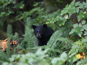 Baby black bears through the ferns.