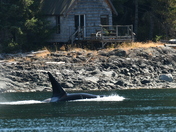 Orca cruising by the old cabin