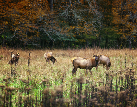 Smokey National Park