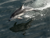 White sided Dolphin, leaping the waves