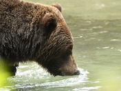 Grizzly bear waiting for salmon to swim by. Nose in the water.
