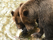 Grizzly Mom and cub share a meal
