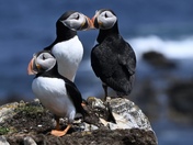  Newfoundland Puffins. 