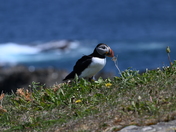 Even Puffins like to smell the flowers.