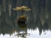 Lizard lake, lone tree.