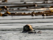 Lone sea Otter, in the safety of the Kelp beds.