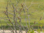 Cedar (Waxwing) Tree