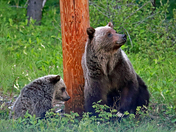 Early morning grizzlies