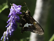 Pollinating Butterfly