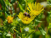 Dandelion And A Bee