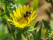 Dandelion And A Bee