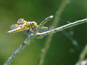 Yellow dragonfly