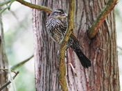 Camouflage with the Redwing blackbird.