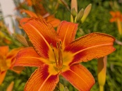 July in the Sunshine 