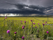 Beauty and the beast