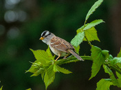 White-Crowned Sparrow