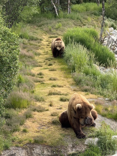 Katmai National Park and Preserve