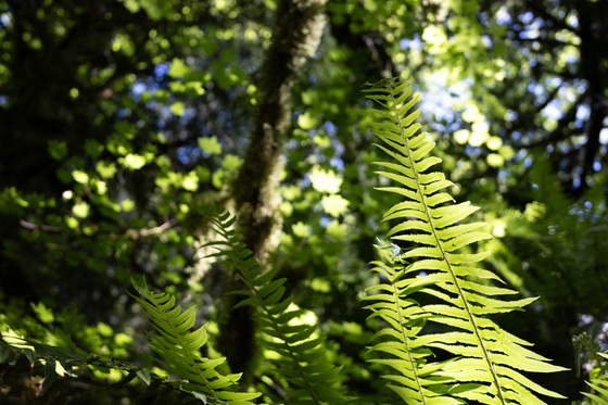 Olympic National Park