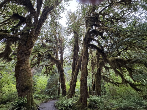 Olympic National Park