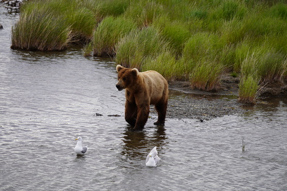 Katmai National Park and Preserve