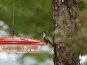 Female Hummingbird in Motion