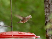 Female Hummingbird in Motion